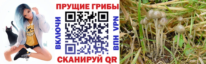 как найти закладки  Изобильный  Галлюциногенные грибы Psilocybine cubensis 